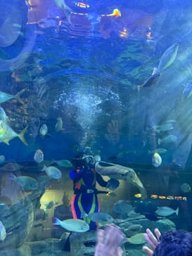 しながわ水族館に投稿された画像（2024/7/4）