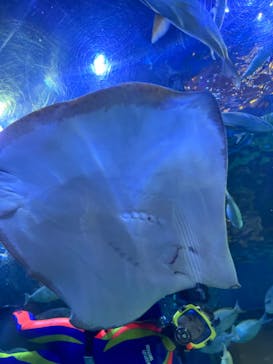 しながわ水族館に投稿された画像（2024/7/4）