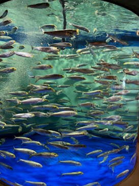 しながわ水族館に投稿された画像（2024/7/4）