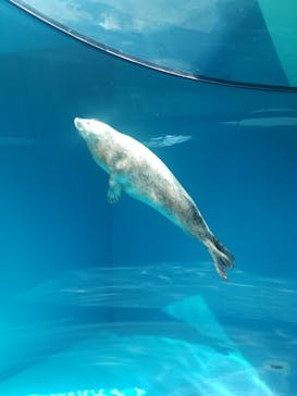 しながわ水族館に投稿された画像（2024/7/4）