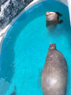 鴨川シーワールドに投稿された画像（2024/7/4）