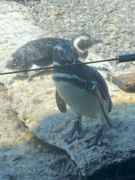 上越市立水族博物館 うみがたりに投稿された画像（2024/7/4）