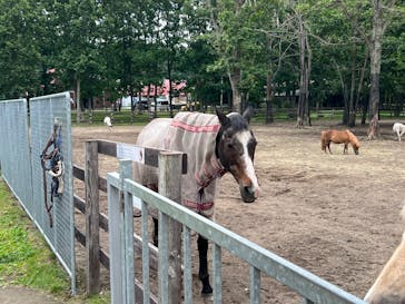 ノーザンホースパークに投稿された画像（2024/7/4）