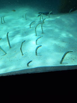 環境水族館アクアマリンふくしまに投稿された画像（2024/7/4）