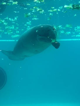 沖縄美ら海水族館（館内体験）に投稿された画像（2024/7/4）