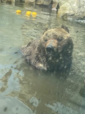 サホロリゾート　ベア･マウンテンに投稿された画像（2024/7/4）