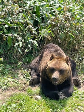 サホロリゾート　ベア･マウンテンに投稿された画像（2024/7/4）