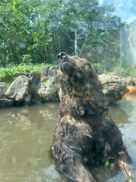 サホロリゾート　ベア･マウンテンに投稿された画像（2024/7/4）