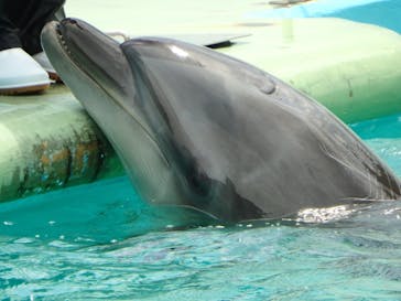 しながわ水族館に投稿された画像（2024/7/4）