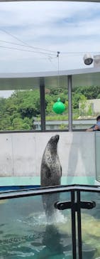 しながわ水族館に投稿された画像（2024/7/4）