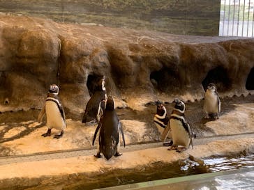 しながわ水族館に投稿された画像（2024/7/4）