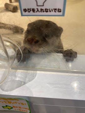 アニタッチPARKイオンモール太田に投稿された画像（2024/7/4）