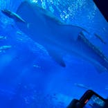 沖縄美ら海水族館に投稿された画像（2024/7/5）