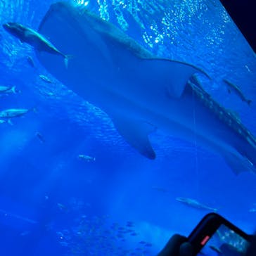 沖縄美ら海水族館に投稿された画像（2024/7/4）