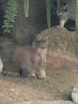 神戸どうぶつ王国に投稿された画像（2024/7/5）