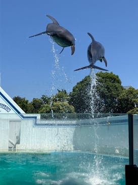 しながわ水族館に投稿された画像（2024/7/5）