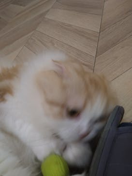 猫カフェモカ　イオンモール水戸内原店に投稿された画像（2024/7/5）