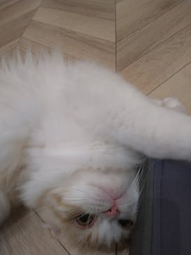 猫カフェモカ　イオンモール水戸内原店に投稿された画像（2024/7/5）