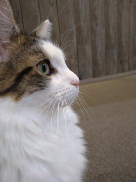 猫カフェモカ　立川店に投稿された画像（2024/7/5）