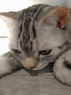 猫カフェモカ　立川店に投稿された画像（2024/7/5）