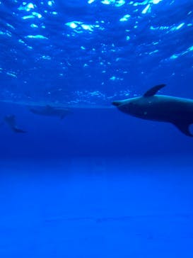 アクアワールド茨城県大洗水族館に投稿された画像（2024/7/5）