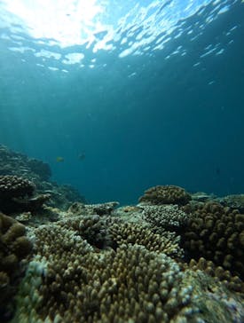 武藤潜水に投稿された画像（2024/7/5）