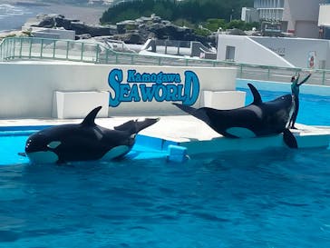 鴨川シーワールドに投稿された画像（2024/7/5）