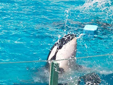 鴨川シーワールドに投稿された画像（2024/7/5）