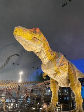 福井県立恐竜博物館に投稿された画像（2024/7/5）