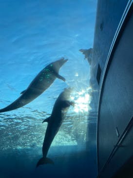 横浜・八景島シーパラダイス　プレジャーランドに投稿された画像（2024/7/5）