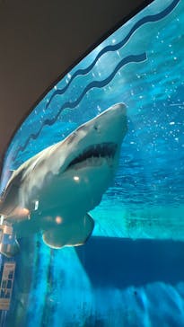 しながわ水族館に投稿された画像（2024/7/5）