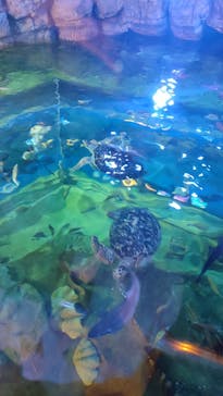 しながわ水族館に投稿された画像（2024/7/5）