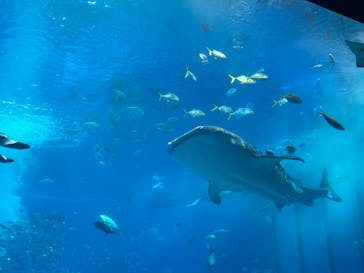 沖縄美ら海水族館に投稿された画像（2024/7/5）