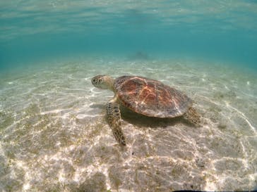 初心者専門宮古島シュノーケリングツアーに投稿された画像（2024/7/6）