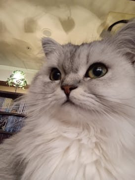 猫カフェモカ　池袋東口店に投稿された画像（2024/7/6）