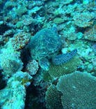  マリンショップHAPPYに投稿された画像（2024/6/23）