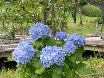 万博記念公園に投稿された画像（2024/7/6）