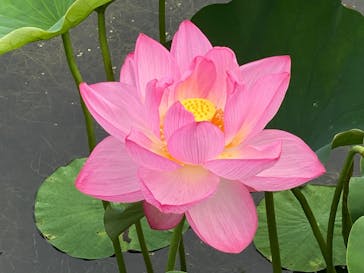 万博記念公園に投稿された画像（2024/7/6）