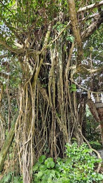 琉球村に投稿された画像（2024/7/6）