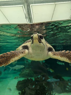 鴨川シーワールドに投稿された画像（2024/7/6）