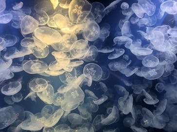 鴨川シーワールドに投稿された画像（2024/7/6）