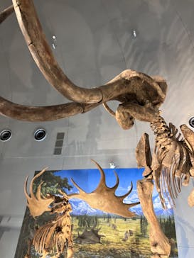 福井県立恐竜博物館に投稿された画像（2024/7/6）