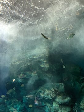 マリンワールド海の中道に投稿された画像（2024/7/6）