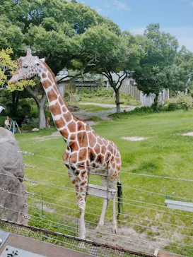 天王寺動物園に投稿された画像（2024/7/6）