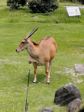 天王寺動物園に投稿された画像（2024/7/6）