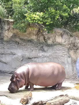 天王寺動物園に投稿された画像（2024/7/6）