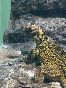 サンシャイン水族館に投稿された画像（2024/7/6）