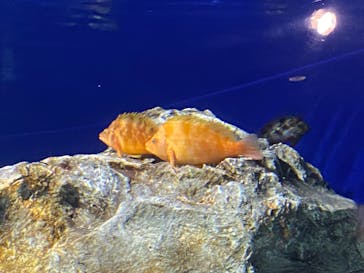 サンシャイン水族館に投稿された画像（2024/7/6）