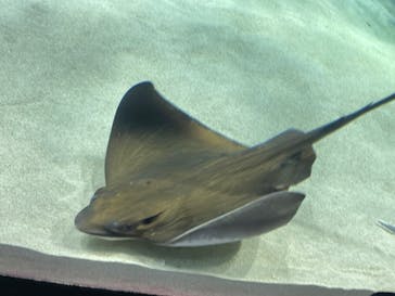 サンシャイン水族館に投稿された画像（2024/7/6）