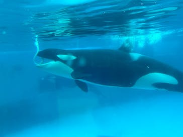 鴨川シーワールドに投稿された画像（2024/7/6）